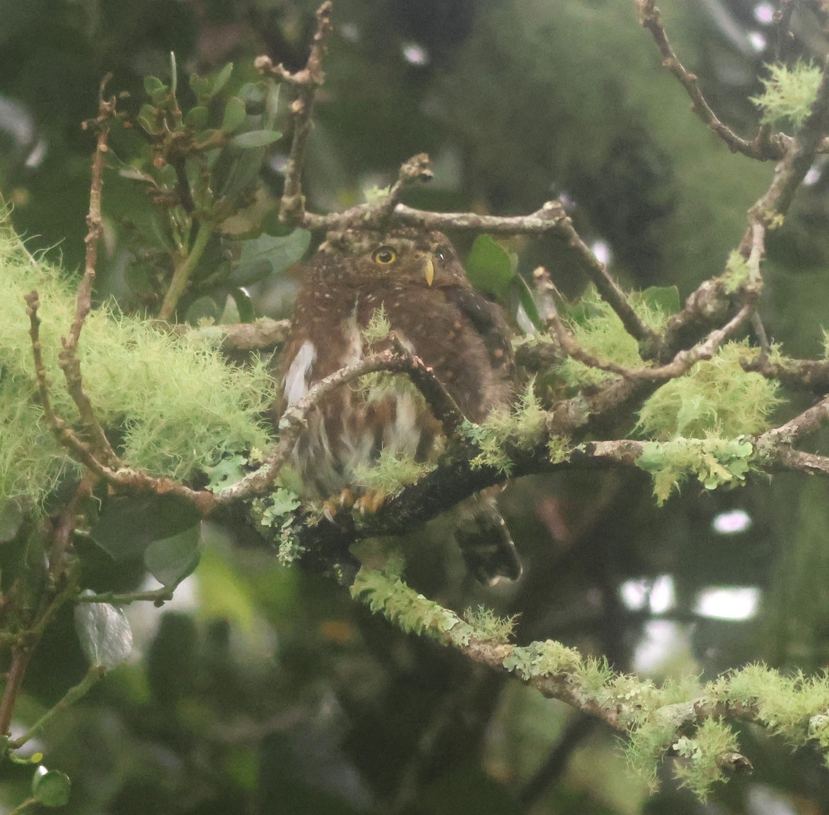 Mochuelo Costarricense - ML645729972