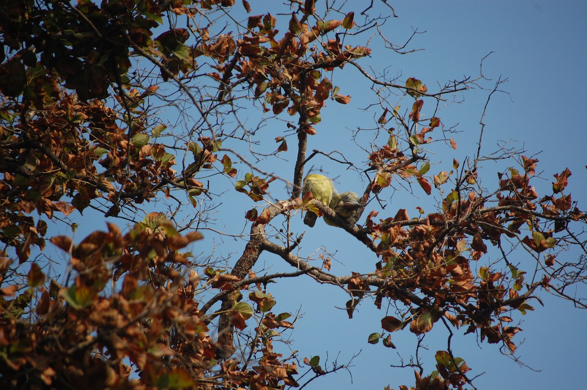 Vinago Patigualdo - ML645729973