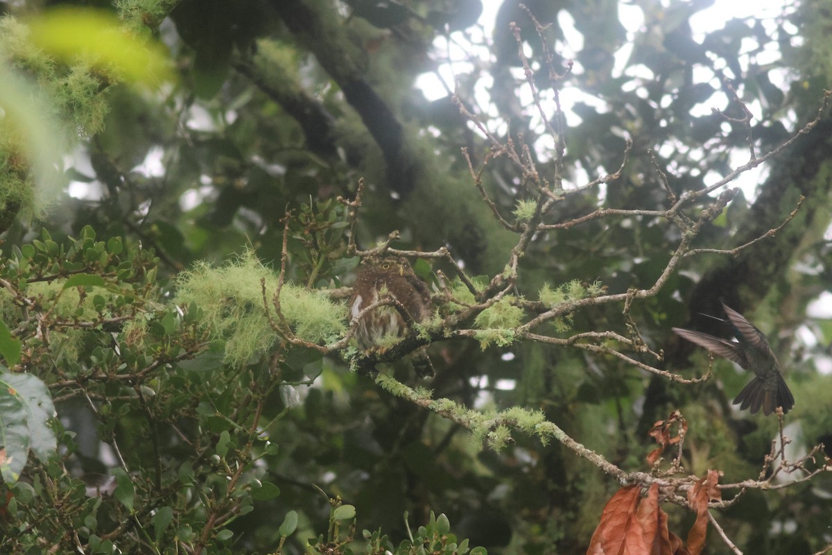 Mochuelo Costarricense - ML645729974