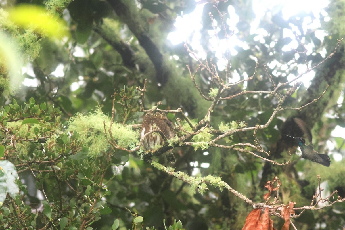 Mochuelo Costarricense - ML645729975