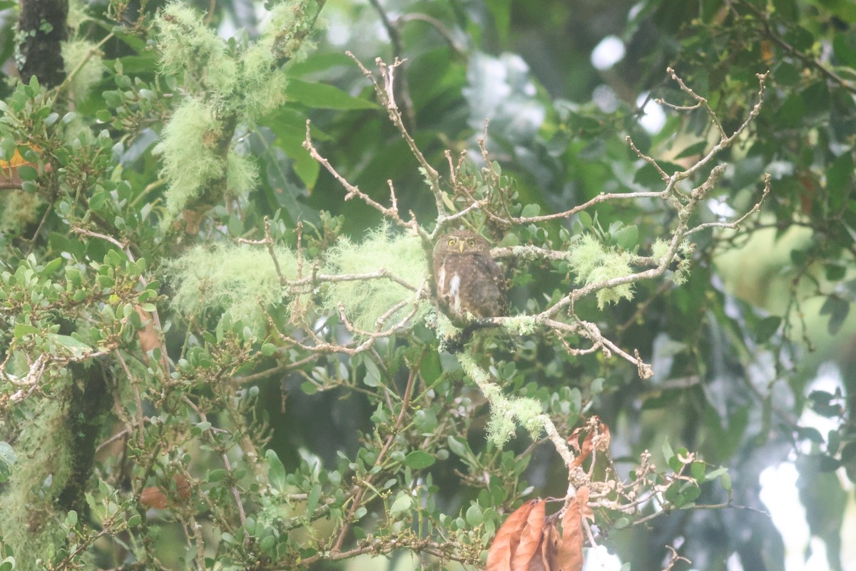 Mochuelo Costarricense - ML645729976