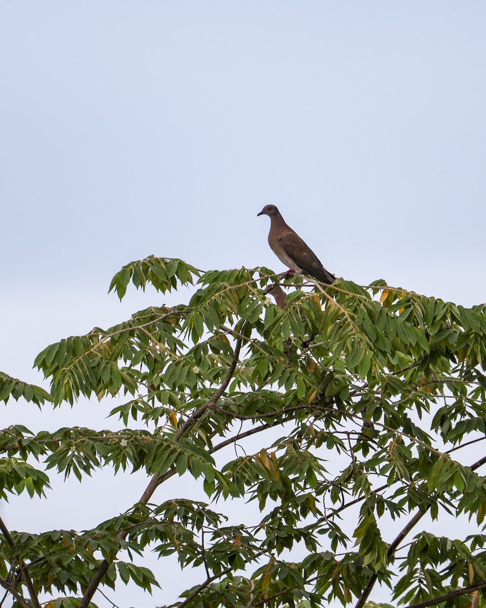 Paloma Colorada - ML645729977