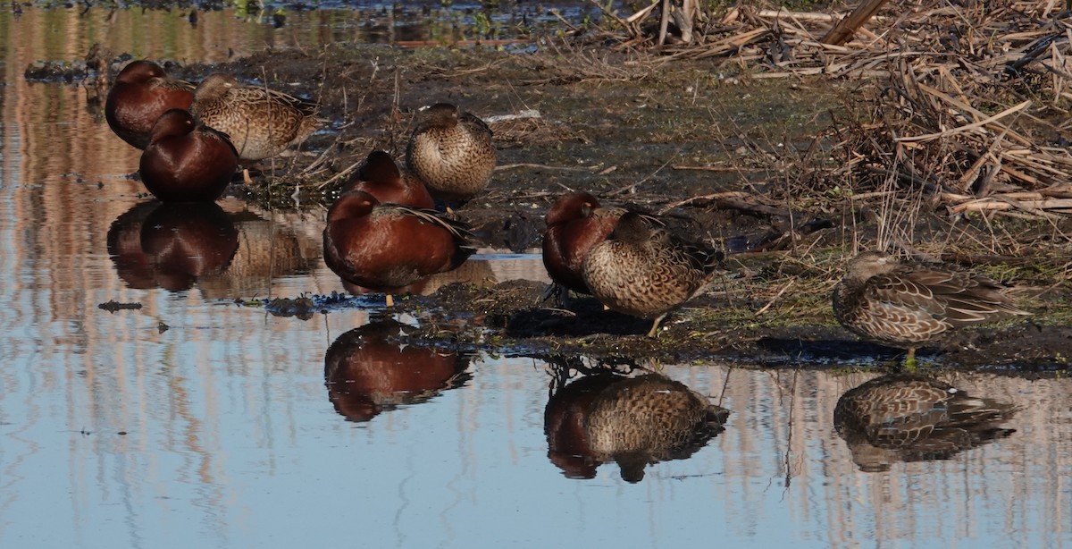 Cerceta Colorada - ML645729978