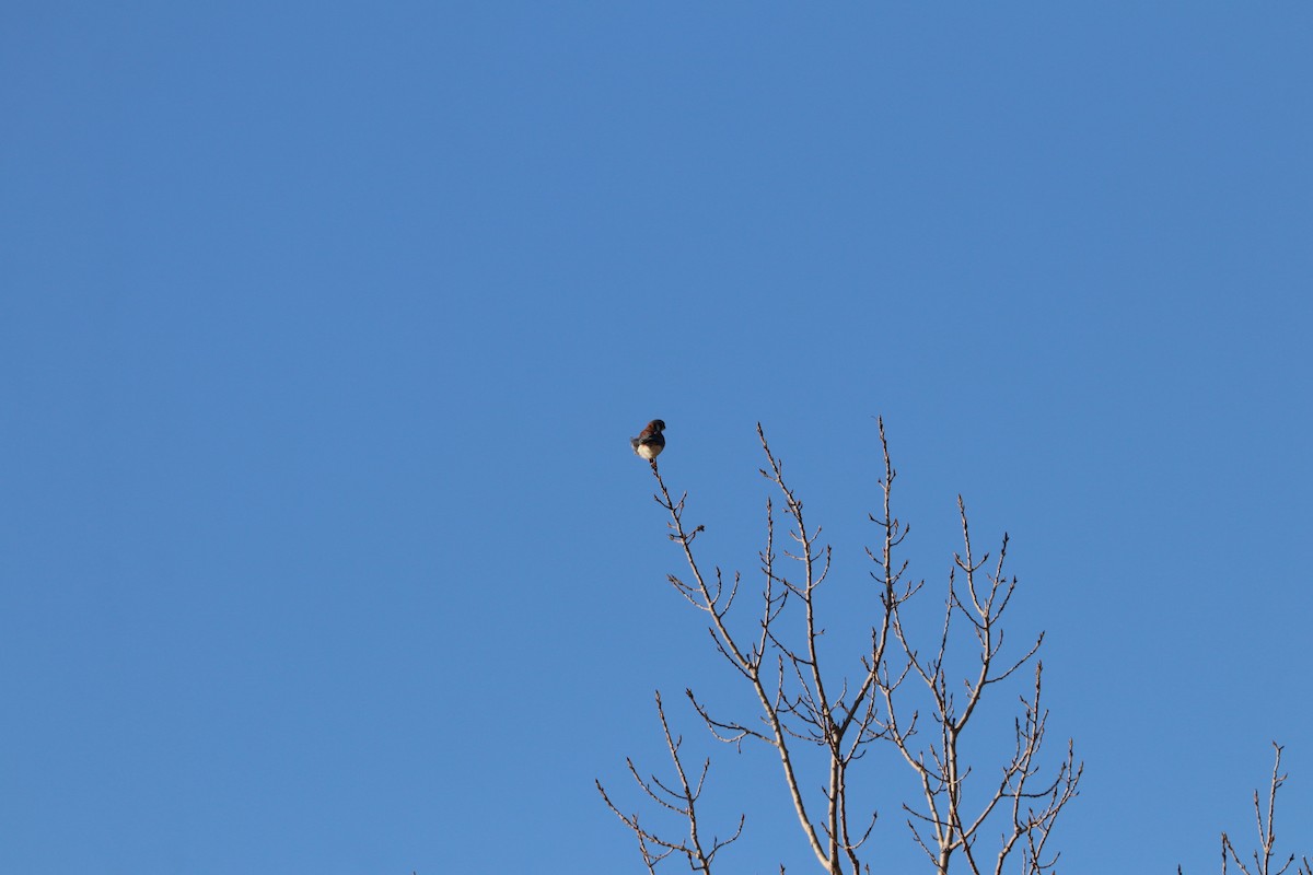 Cernícalo Americano - ML645729979