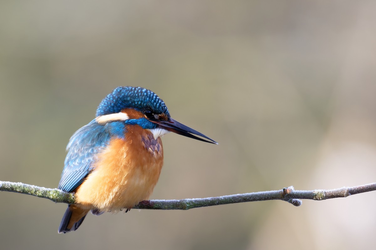 Martín Pescador Común - ML645729980