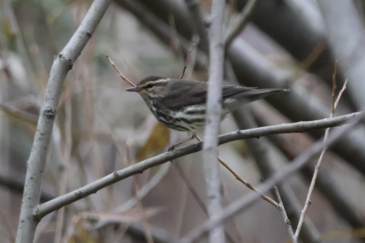 Reinita Charquera Norteña - ML645729983