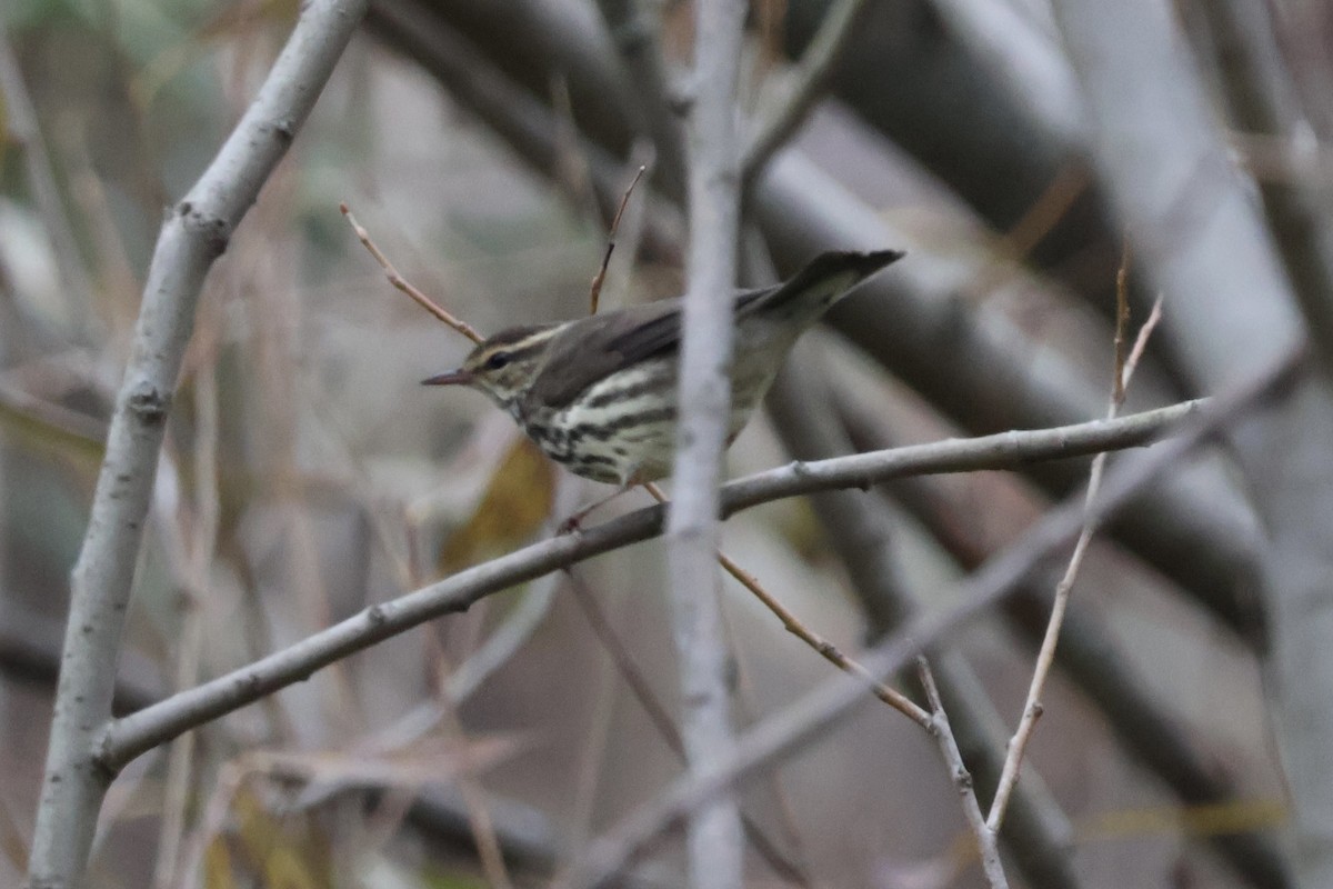 Reinita Charquera Norteña - ML645729984