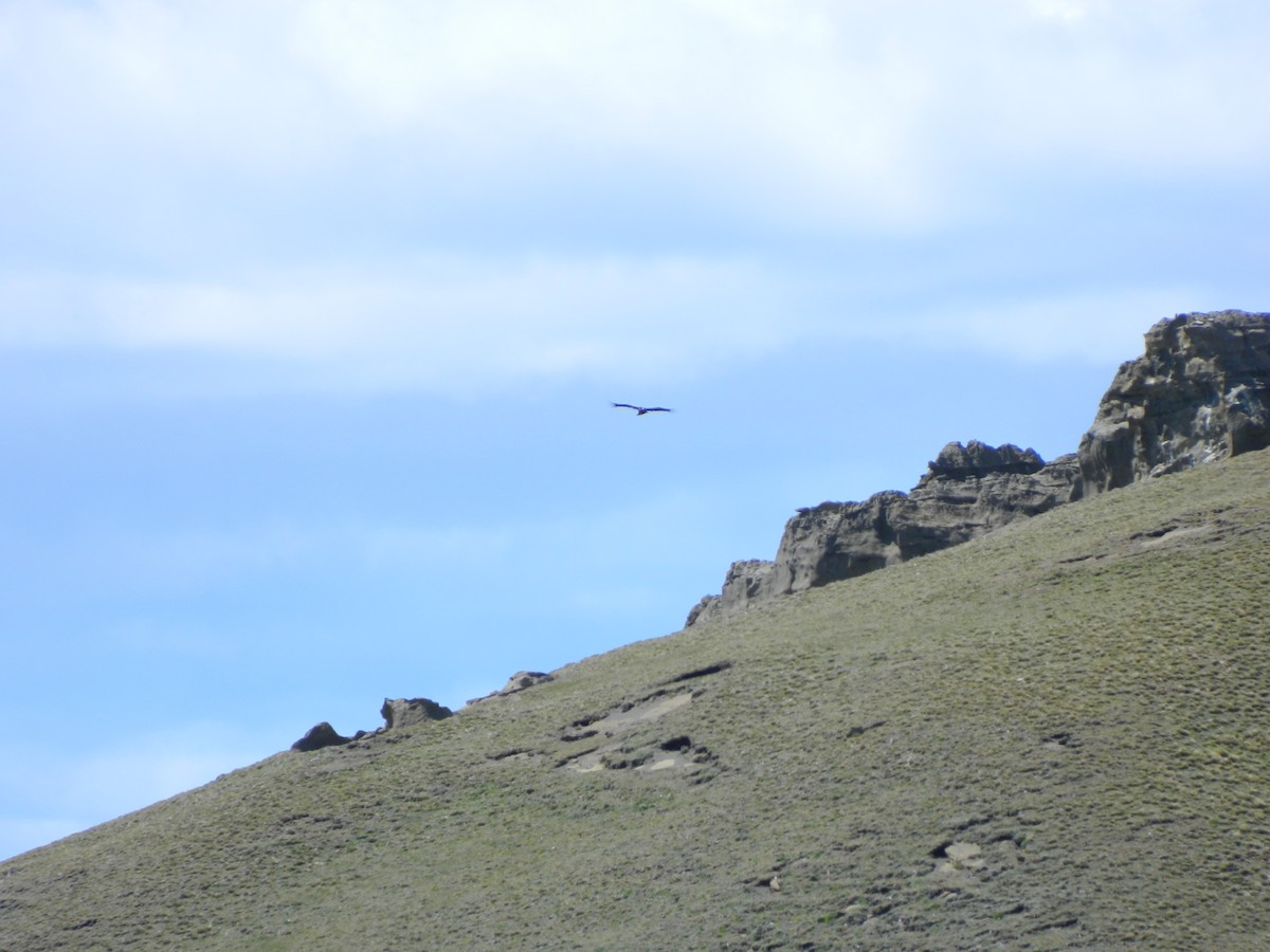 Cóndor Andino - ML645729985