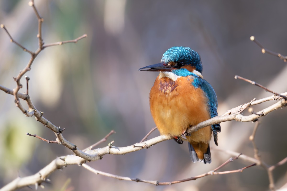 Common Kingfisher - ML645729987
