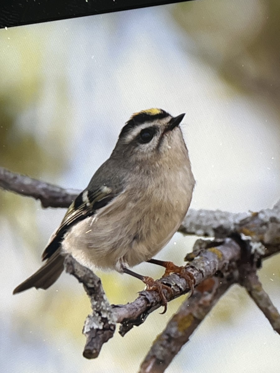 Golden-crowned Kinglet - ML645729988