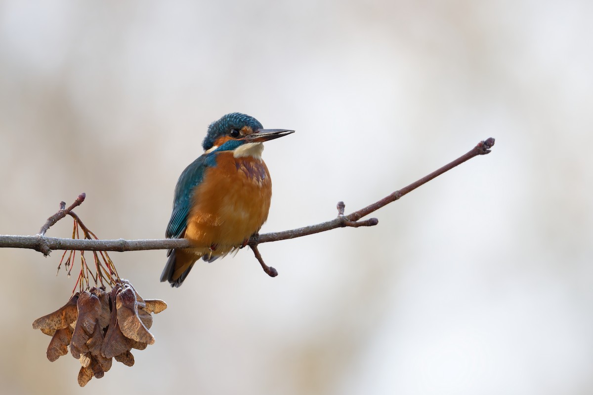 Common Kingfisher - ML645729995