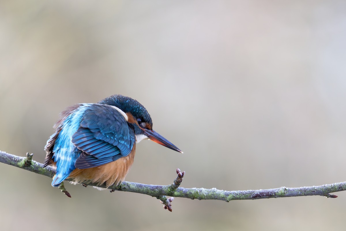 Common Kingfisher - ML645730005