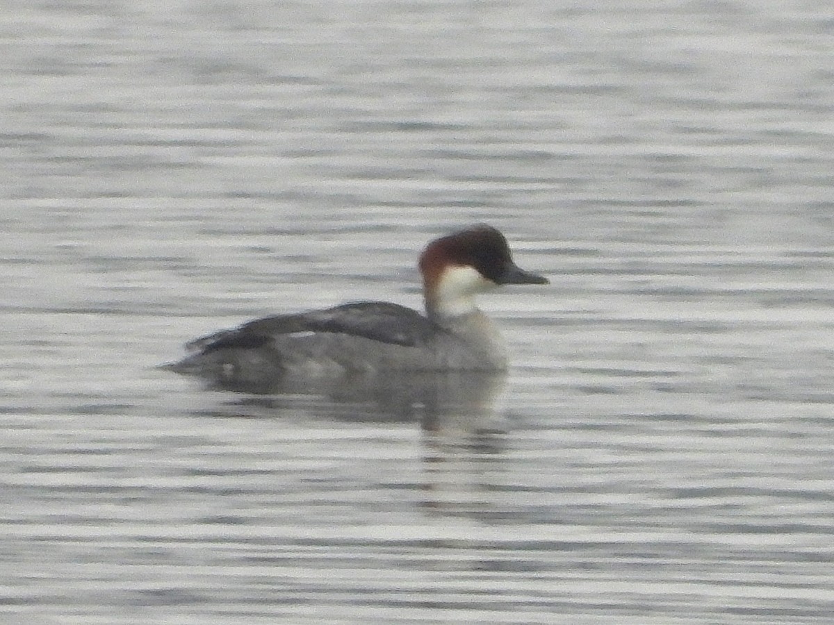 Smew - ML645730021