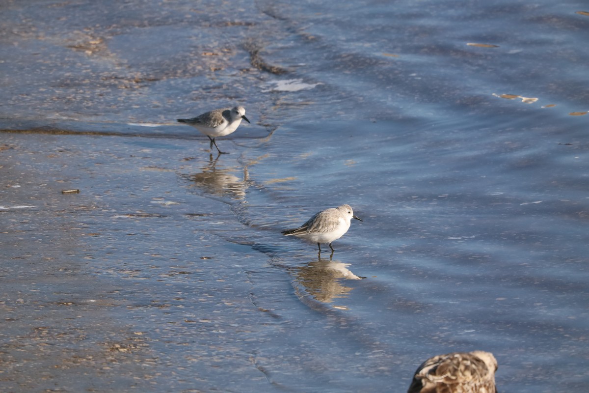 Песчанка - ML645730023