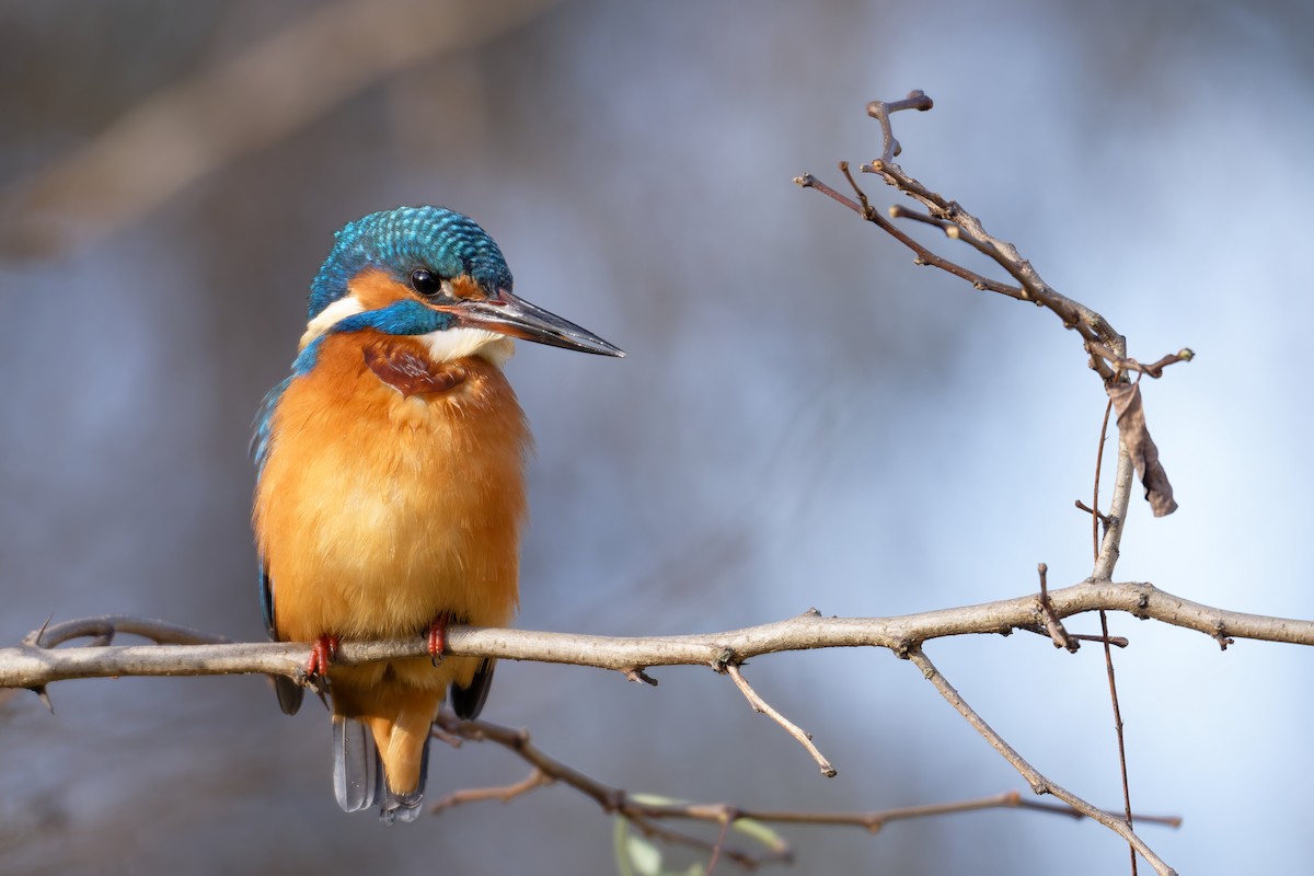 Common Kingfisher - ML645730029