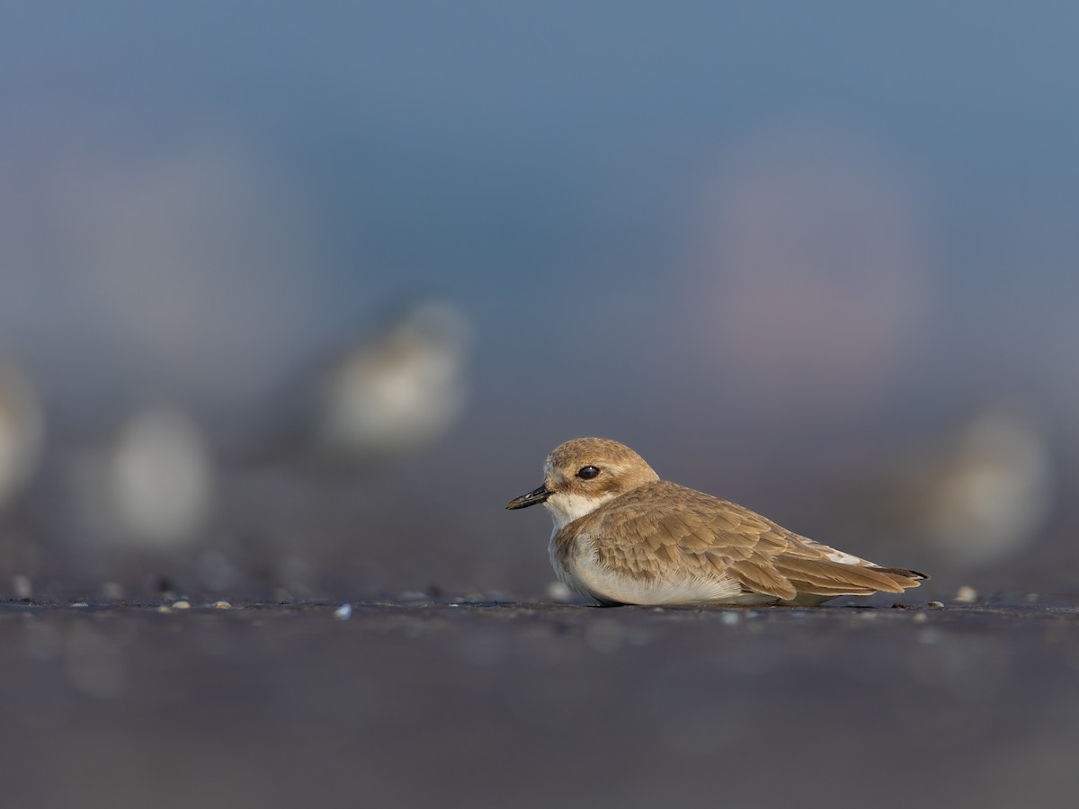 Tibet Cılıbıtı - ML645730034