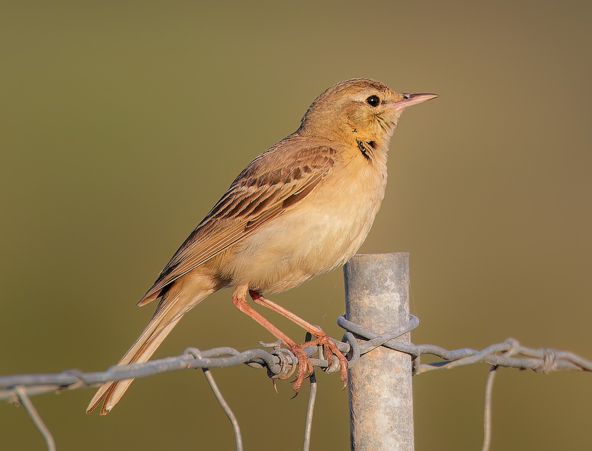 Tawny Pipit - ML645730048