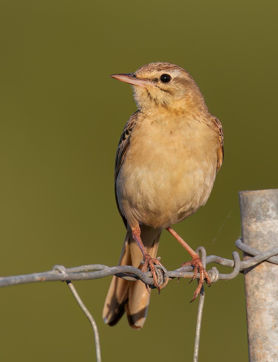 Tawny Pipit - ML645730049