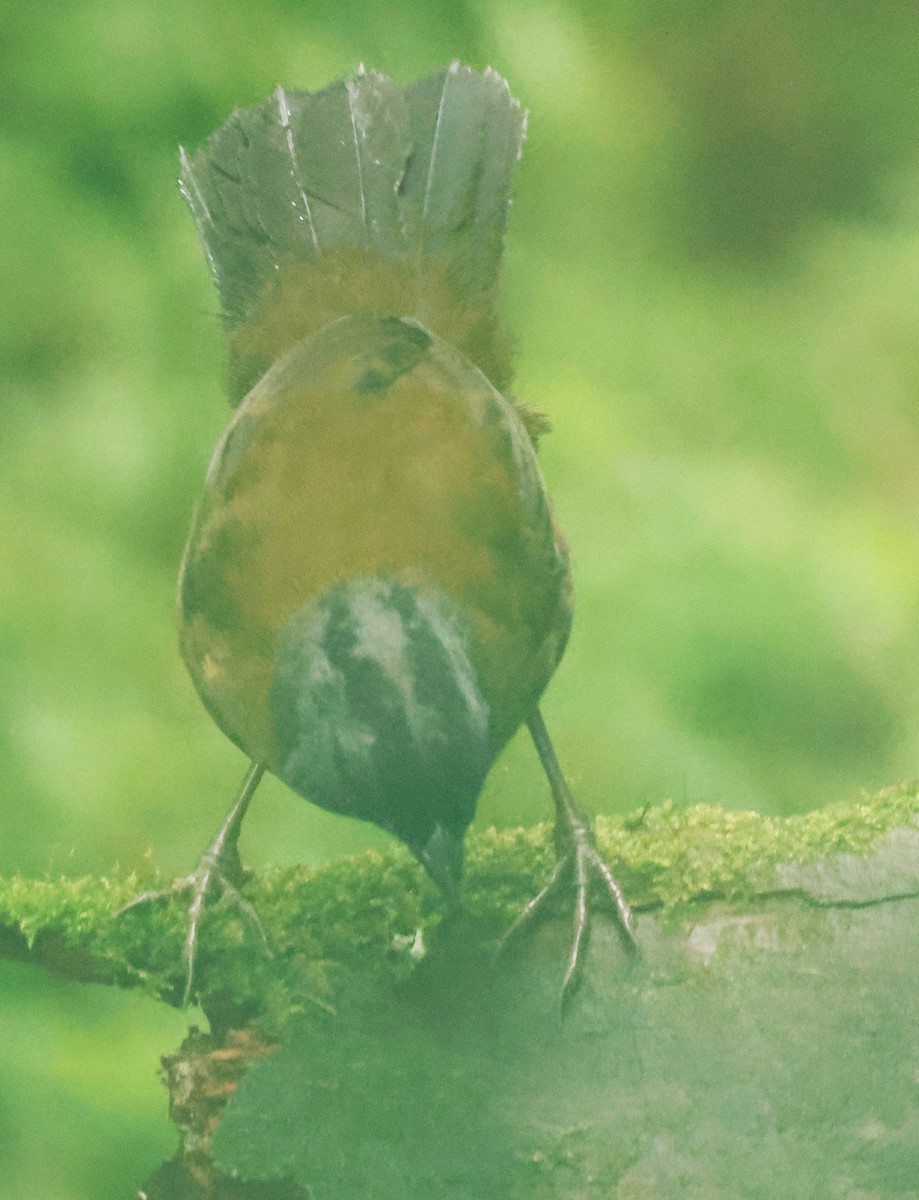 Пасовник великоногий - ML645730050