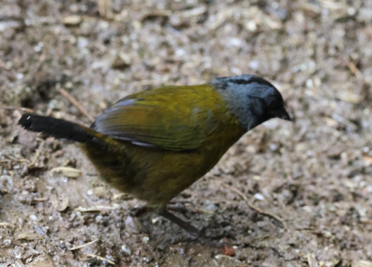 Пасовник великоногий - ML645730051