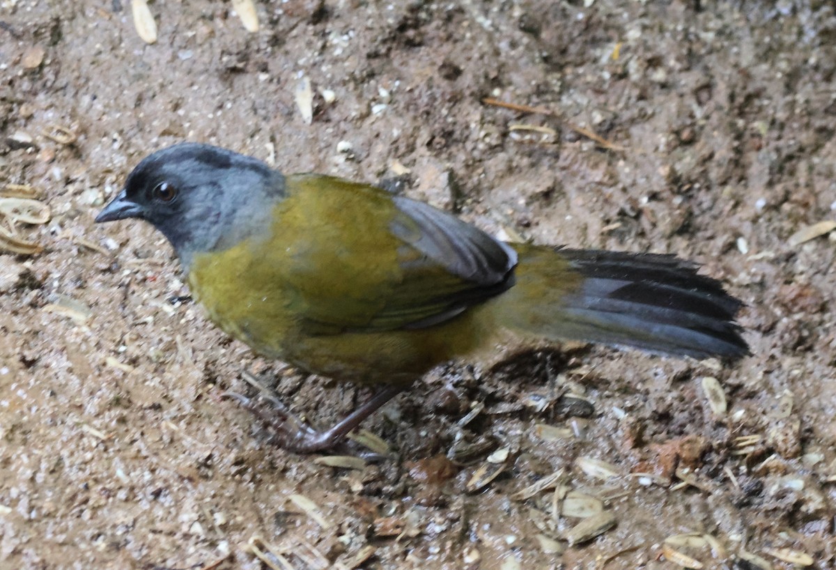 Пасовник великоногий - ML645730052