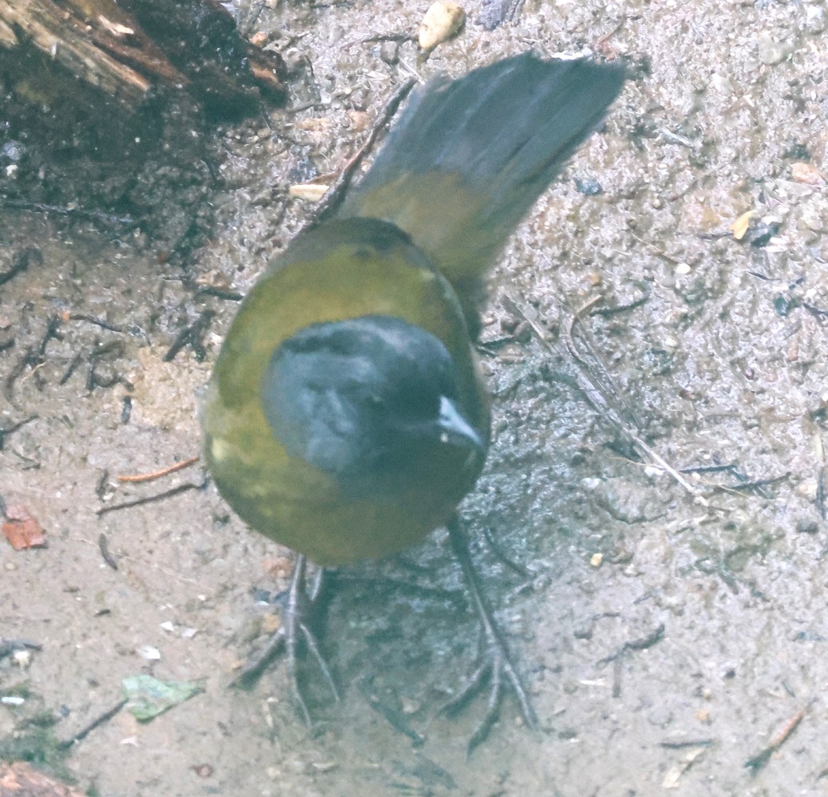 Пасовник великоногий - ML645730053