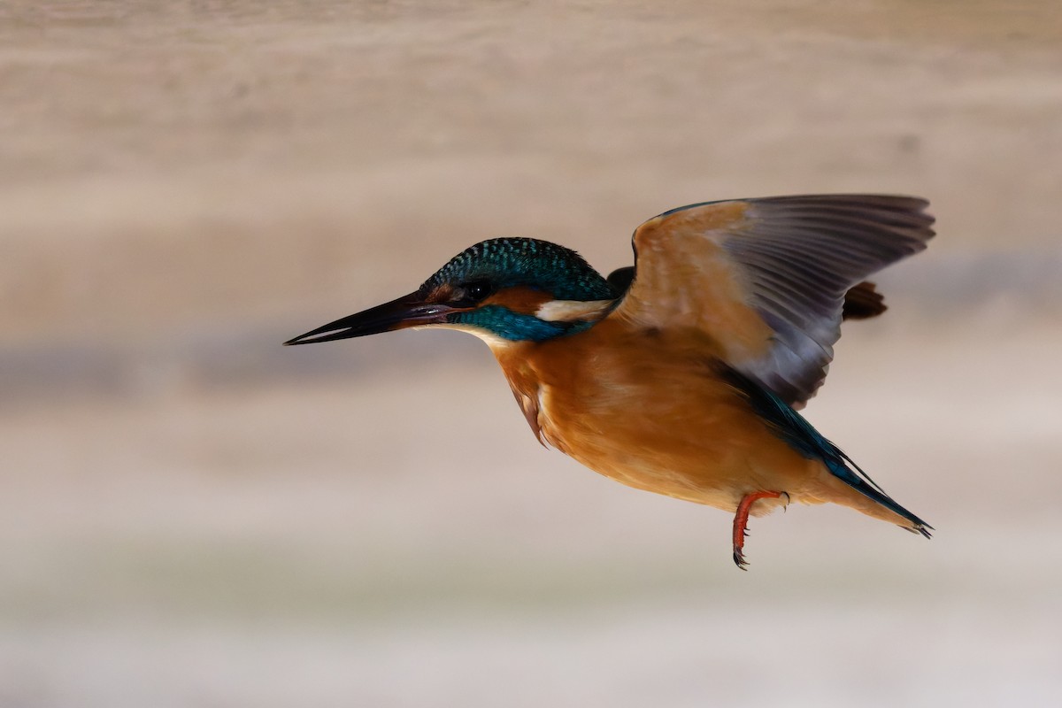 Common Kingfisher - ML645730057
