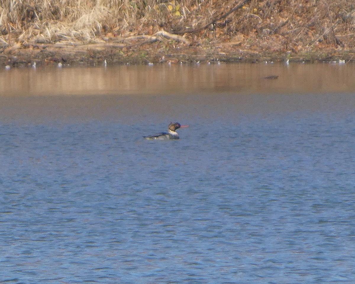 Red-breasted Merganser - ML645730067