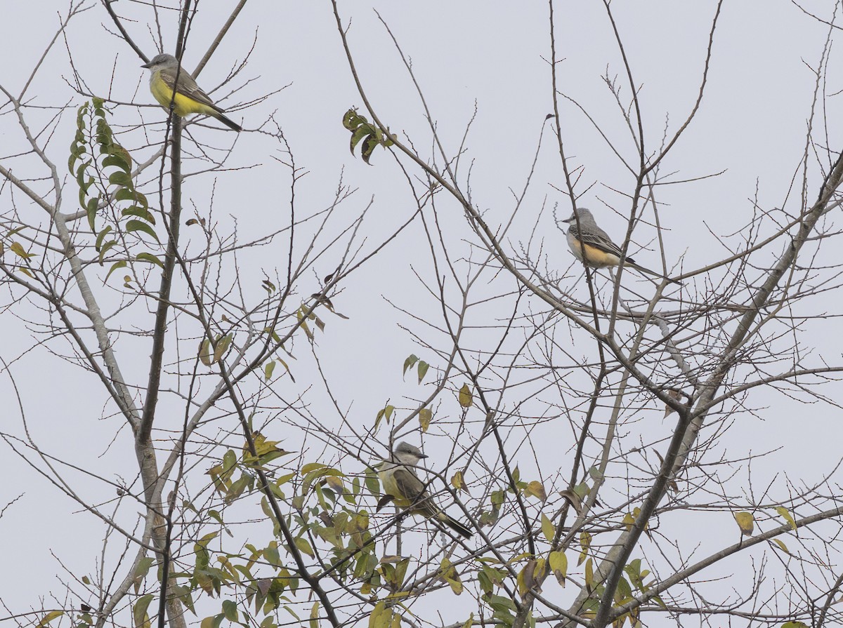 Scissor-tailed Flycatcher - ML645730072
