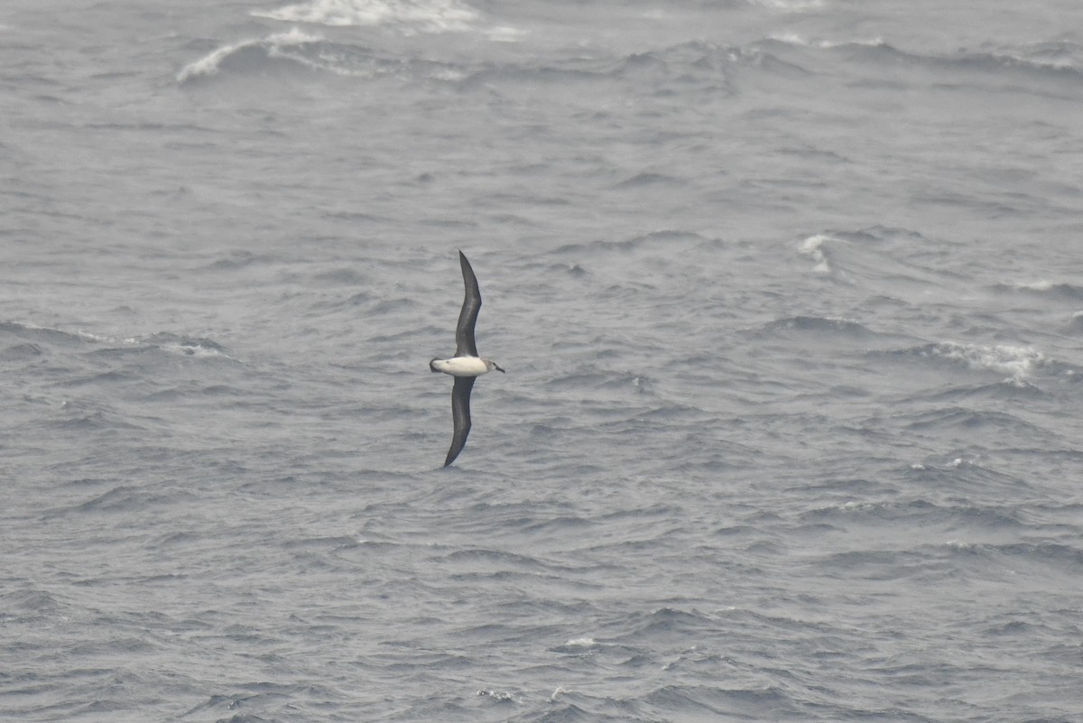 Boz Başlı Albatros - ML645730074