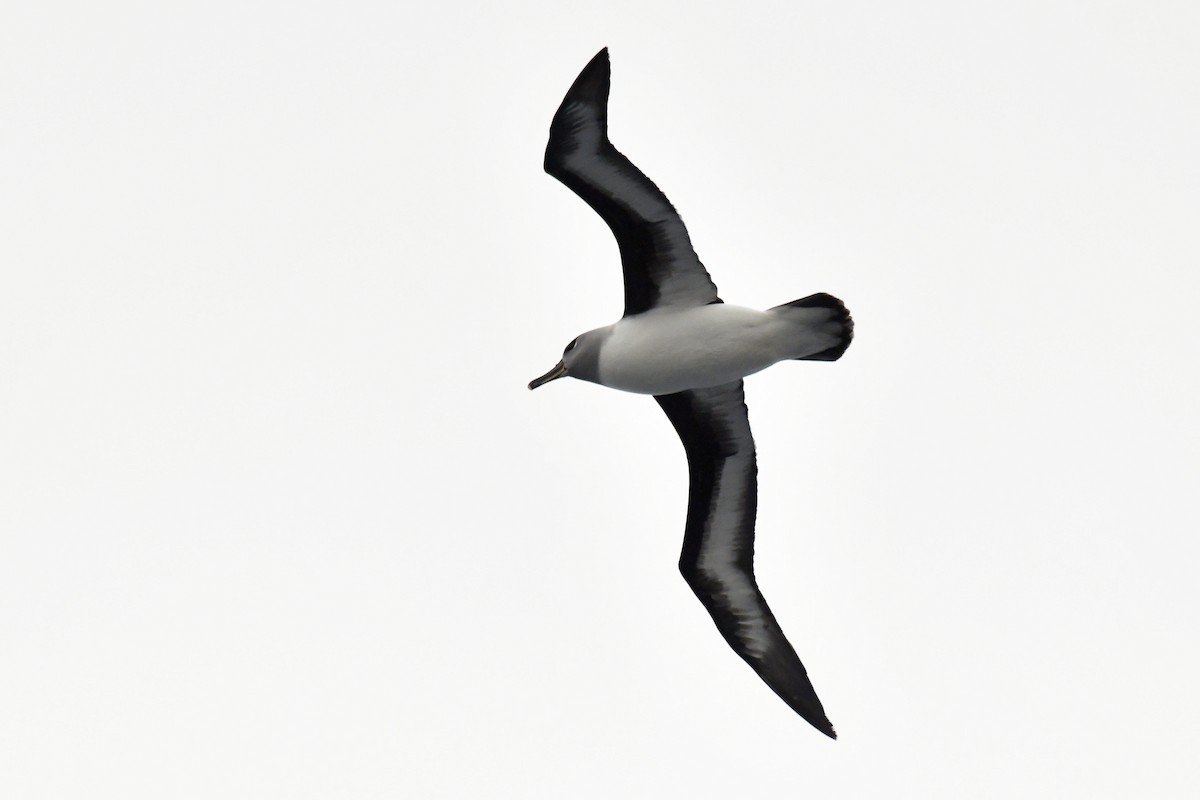 Boz Başlı Albatros - ML645730075