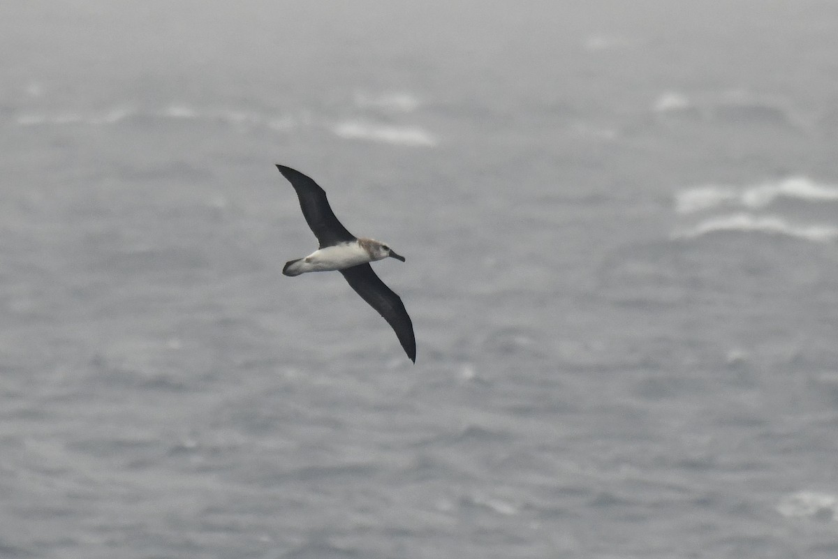 Boz Başlı Albatros - ML645730076