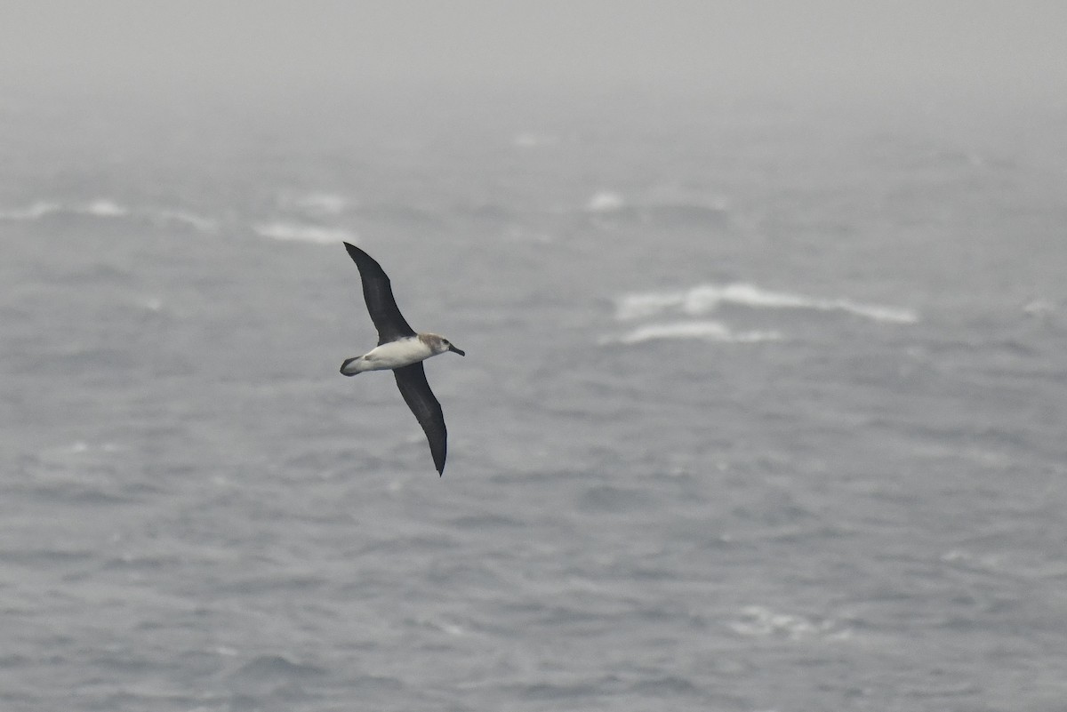 Boz Başlı Albatros - ML645730077