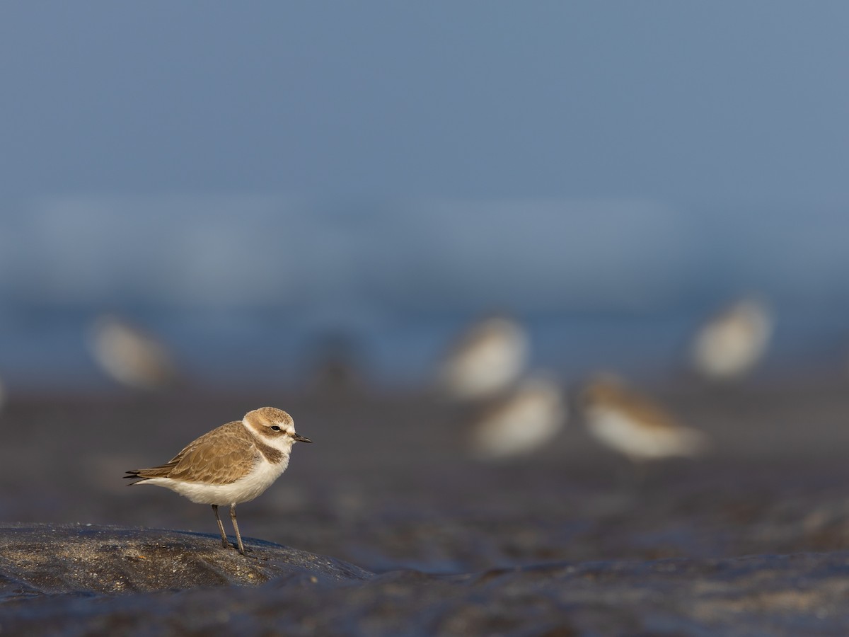 Kentish Plover - ML645730078