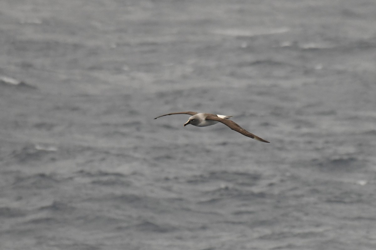 Boz Başlı Albatros - ML645730079