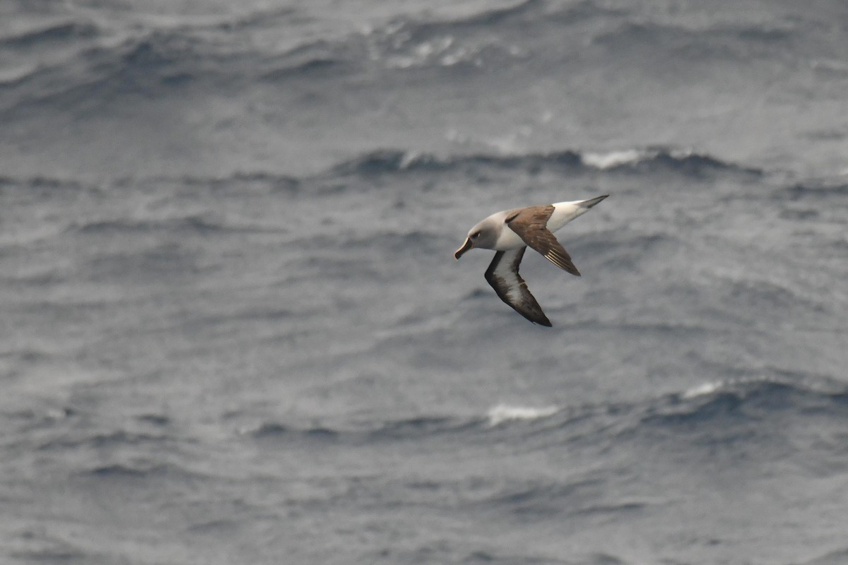 Boz Başlı Albatros - ML645730080