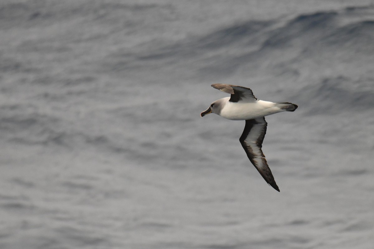 Boz Başlı Albatros - ML645730081