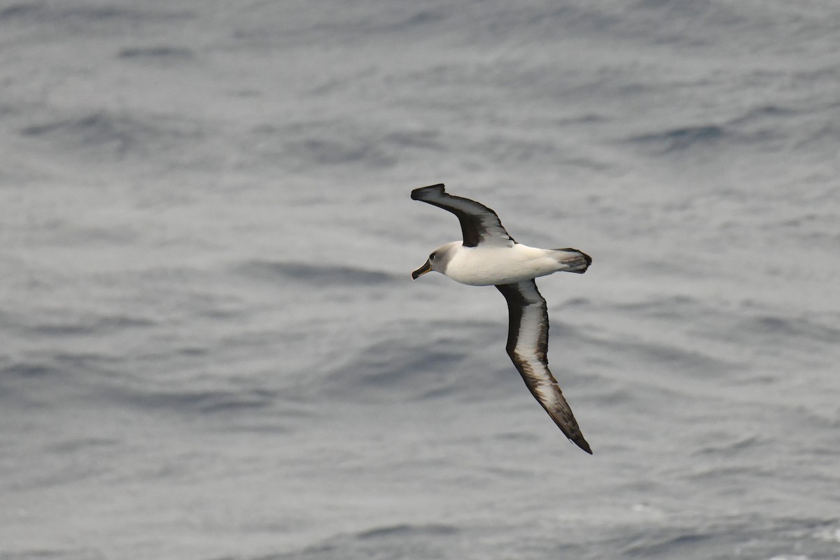 Boz Başlı Albatros - ML645730082