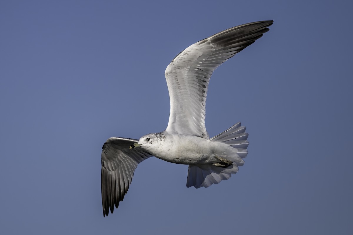 Ring-billed Gull - ML645730083