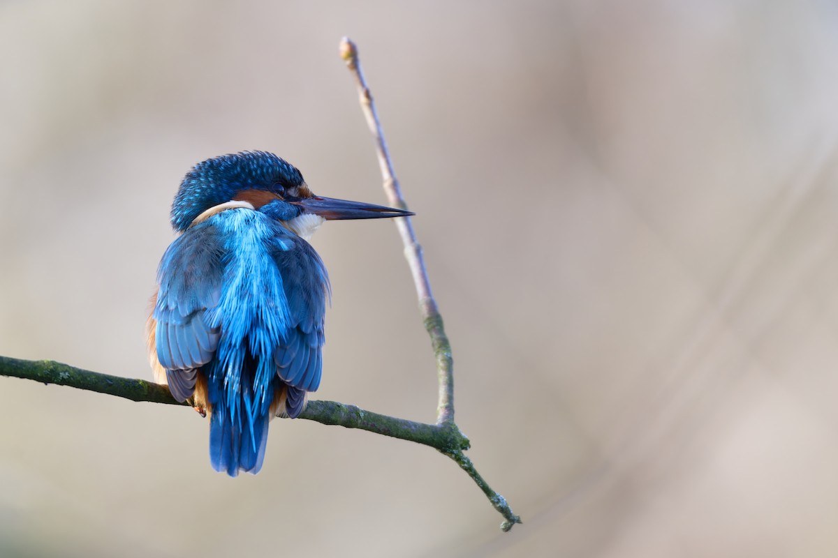 Common Kingfisher - ML645730089