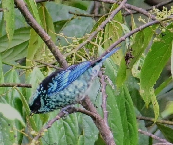 Beryl-spangled Tanager - ML645730090