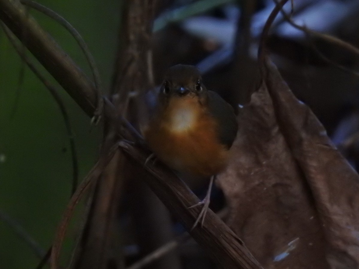 Rusty-breasted Antpitta (Rusty-breasted) - ML645730093