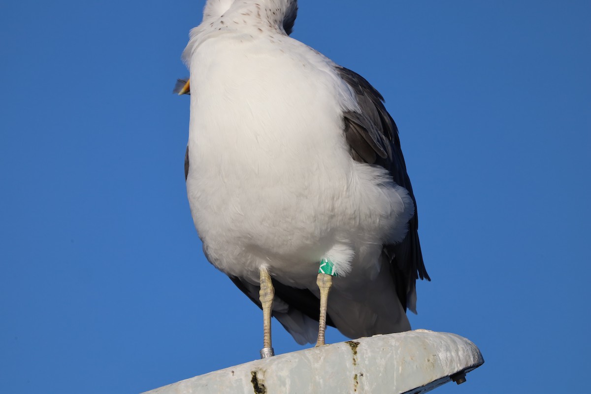 Zafferano - ML645730099