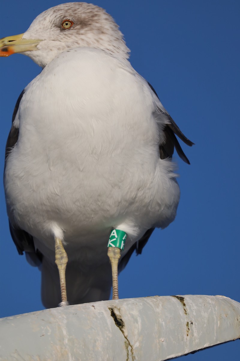 Zafferano - ML645730100