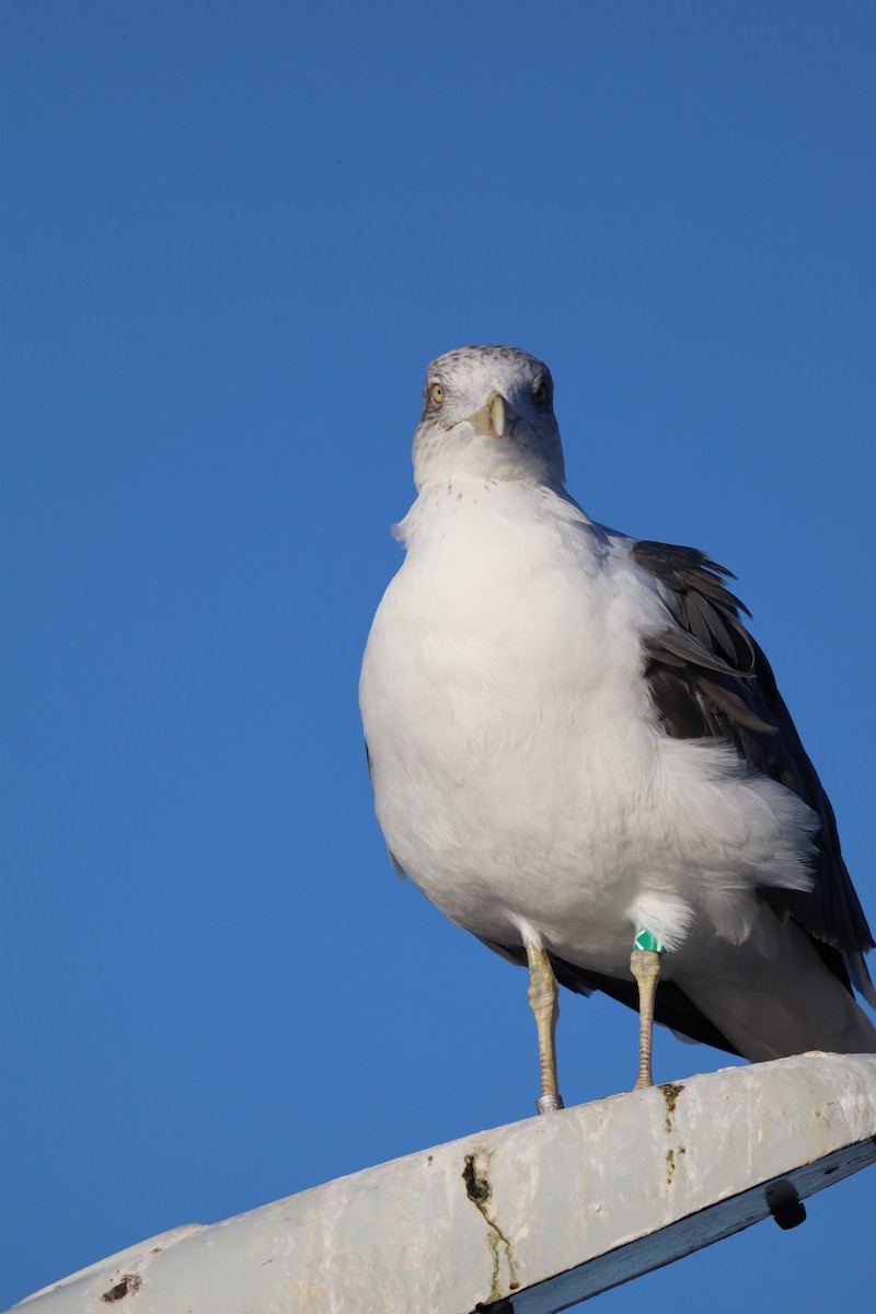 Zafferano - ML645730101