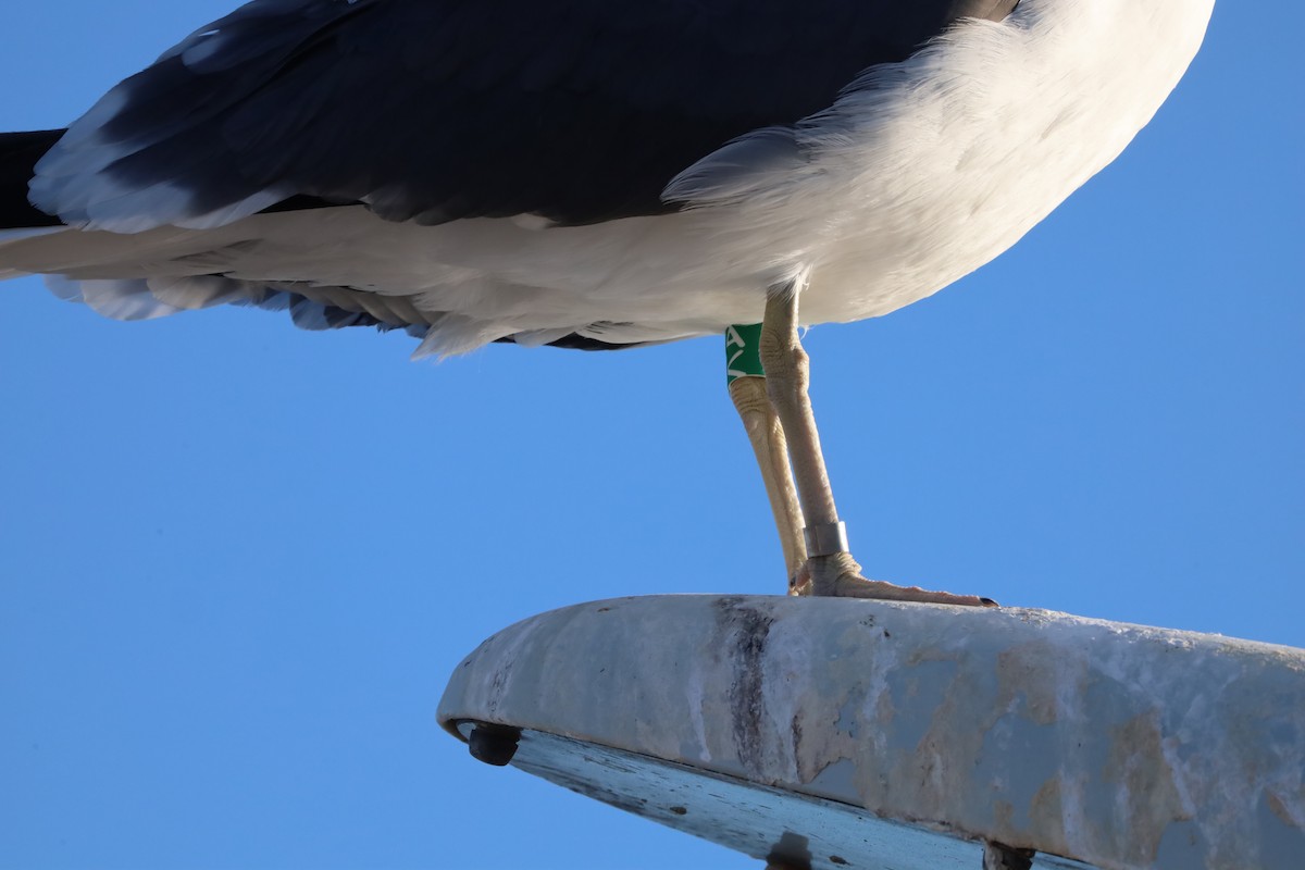 Zafferano - ML645730102