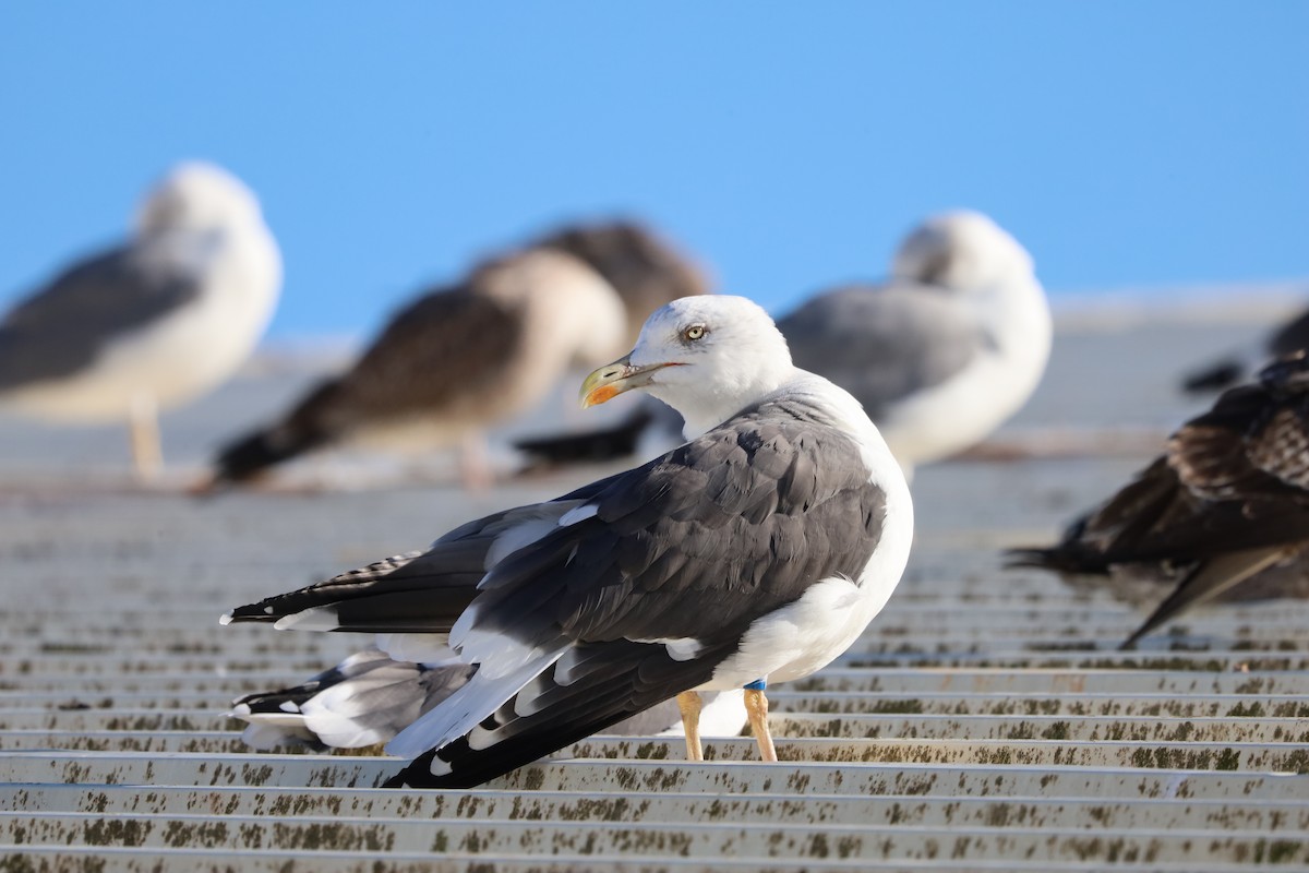 Zafferano - ML645730103