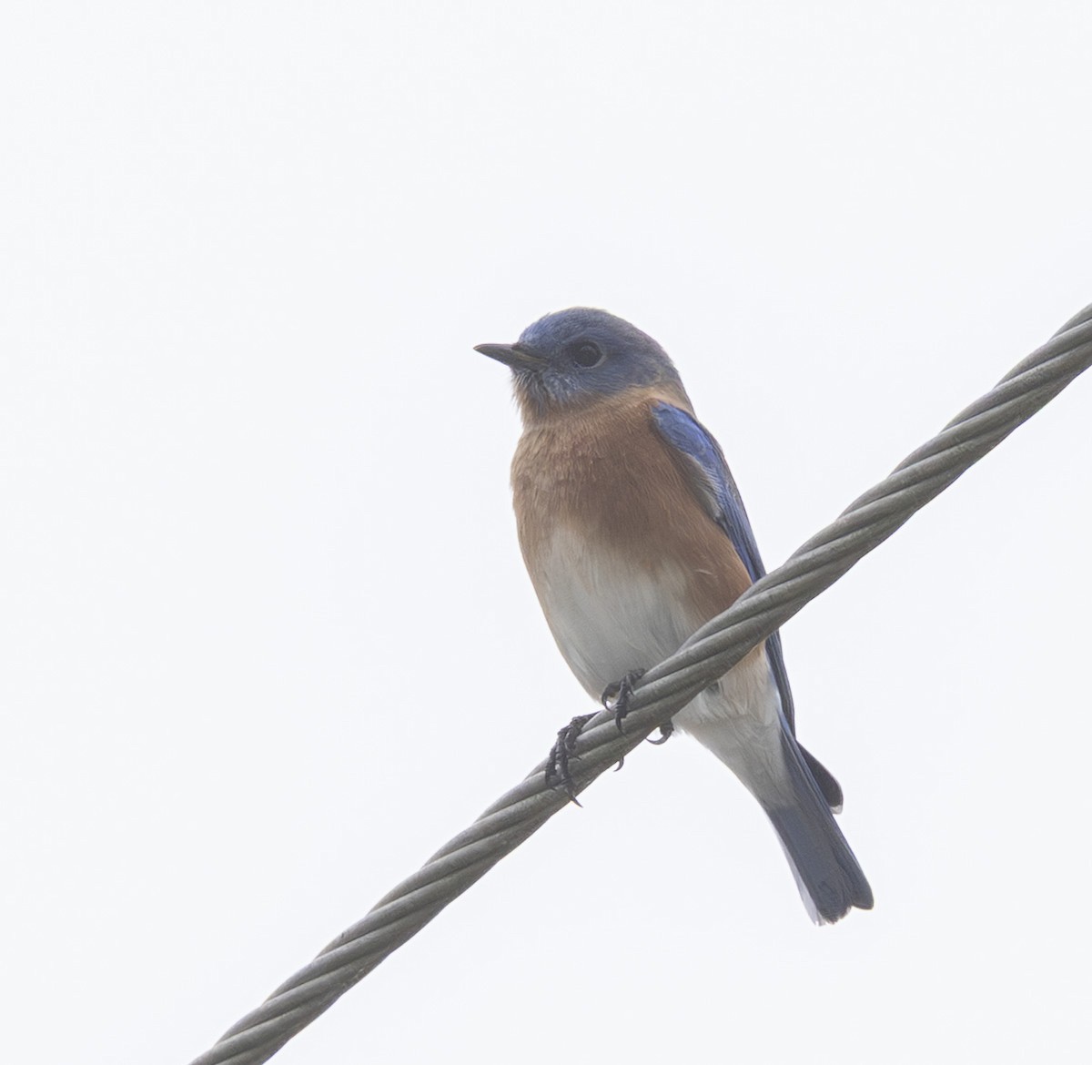 Eastern Bluebird - ML645730109