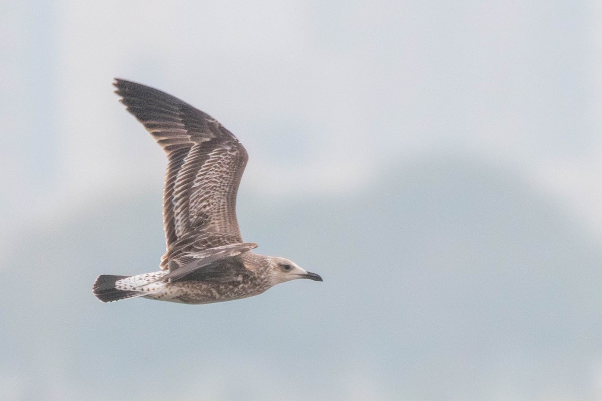 Zafferano - ML645730112