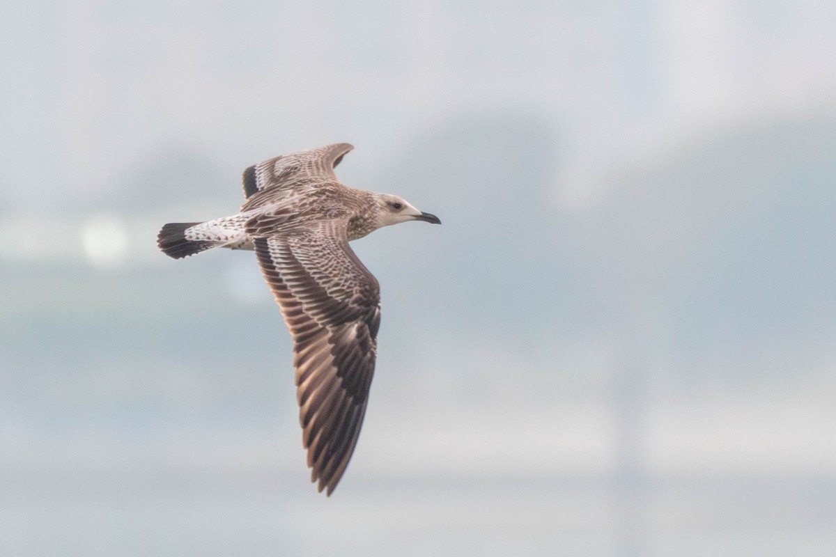 Zafferano - ML645730113